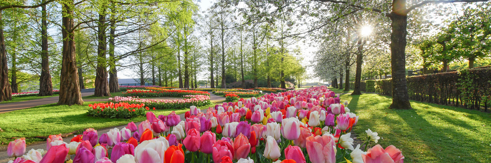 Hollands blommor & Amsterdam 24/4