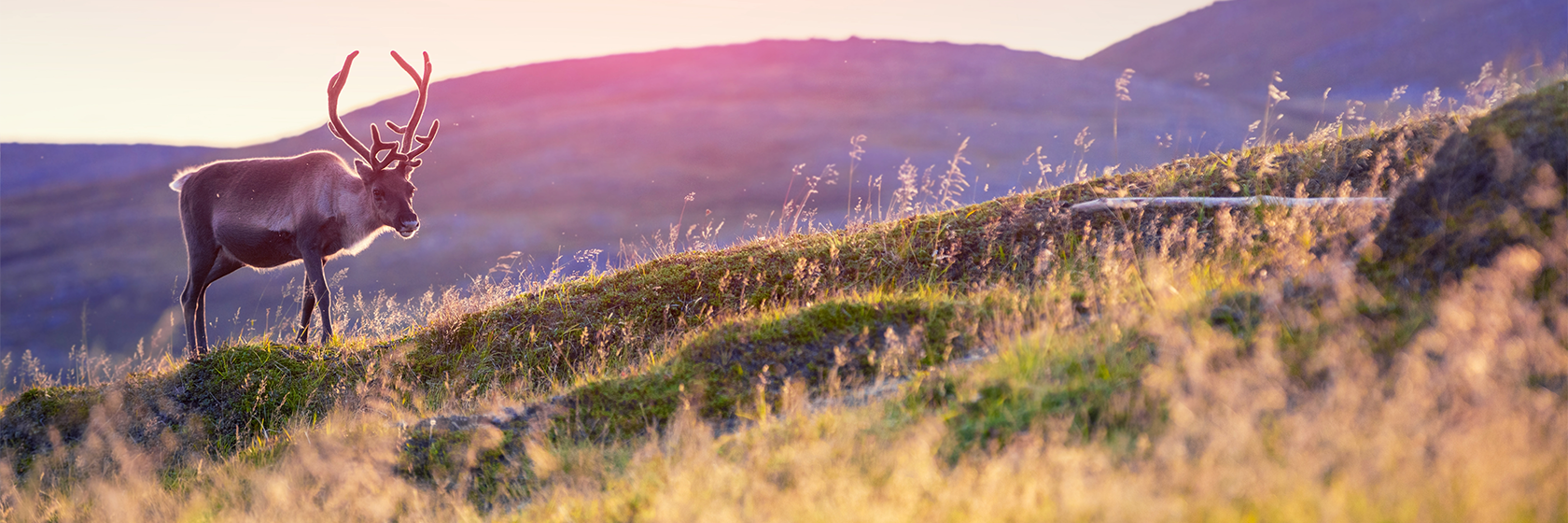 Vildmarksvägen, 19/7