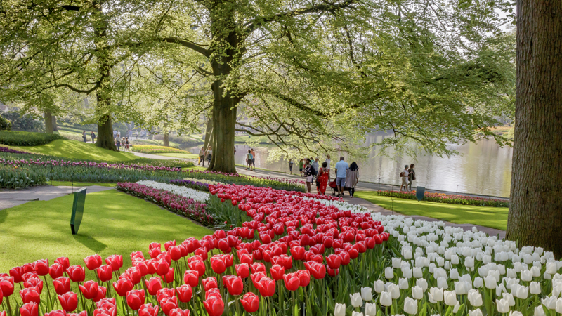 Ett hav av rda och vita tulpaner i Keukenhof i Lisse, Holland.