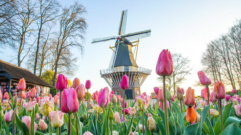 Hollands blommor
